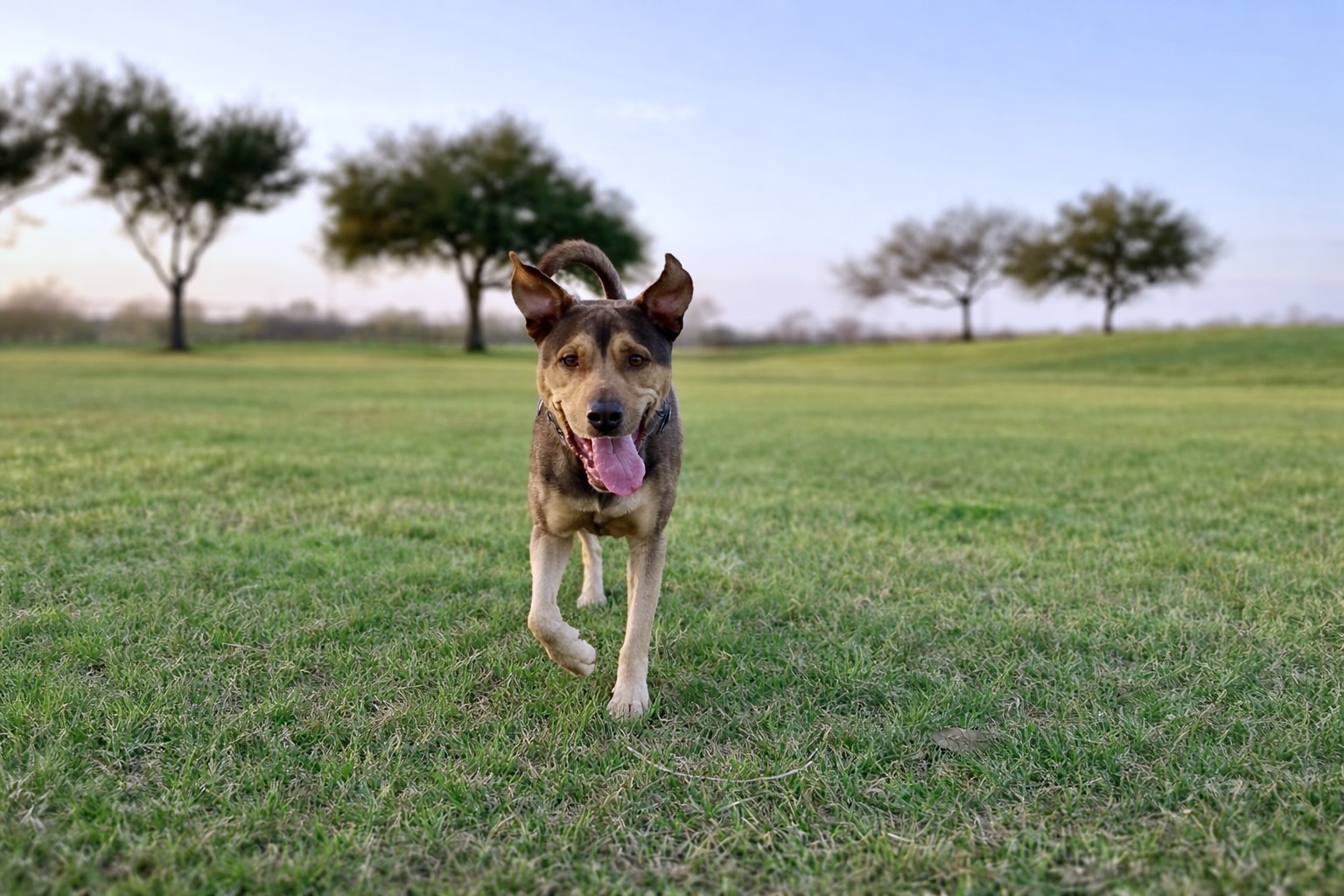 Brown mascot dog Ave running in a poop-free yard