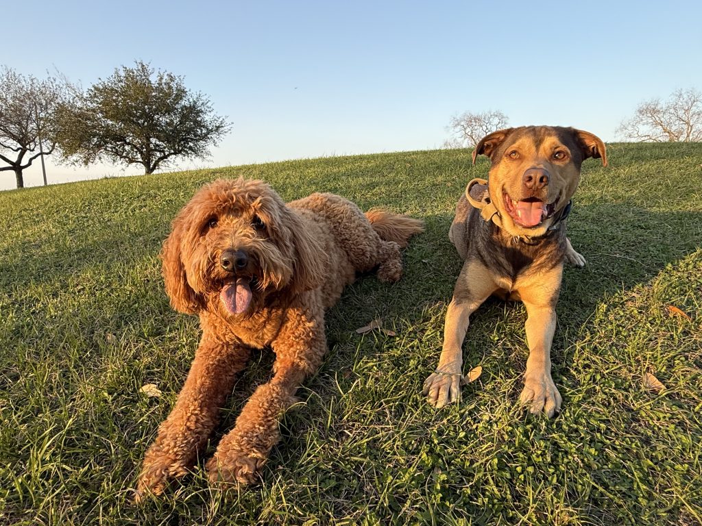 Inspiration of Trusty Tail Pet Waste Removal with dogs Ave and Casper