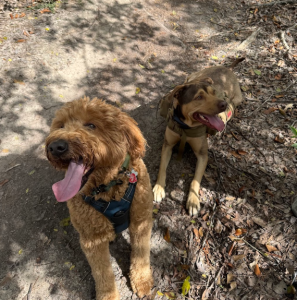 Casper and Ave, teh Trusty Tail mascot dogs enjoying a clean, waste-free path