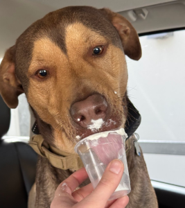 Ave, a happy dog, enjoying a pup cup treat after a clean yard service