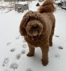 Casper playing in a rare. Texas snow day